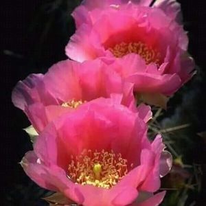 Meet your Posher, Ann